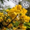 Img 9866 %28c%c3%b3pia%29