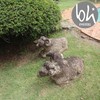 Img 6512 %28c%c3%b3pia%29